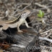 lizzard_anole_lwc_provo_h_0020_tci0020.jpg